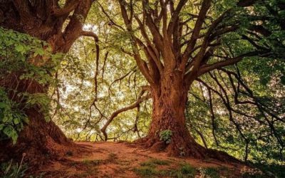 La madera: descubrimiento, tipos y usos