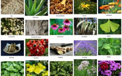 Las veinte mejores plantas medicinales