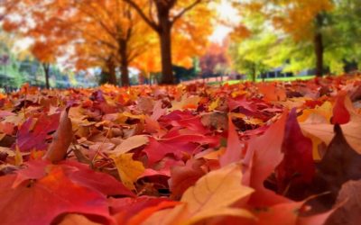 El otoño la estación del cambio y la renovación