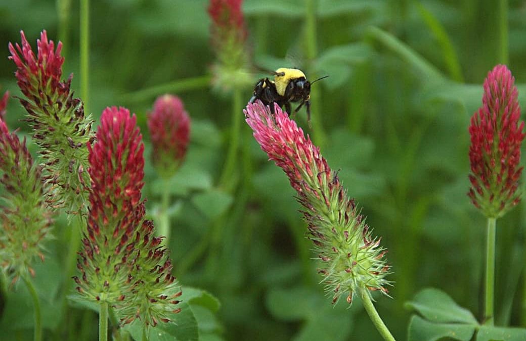 La primavera: la estación más floreciente del año