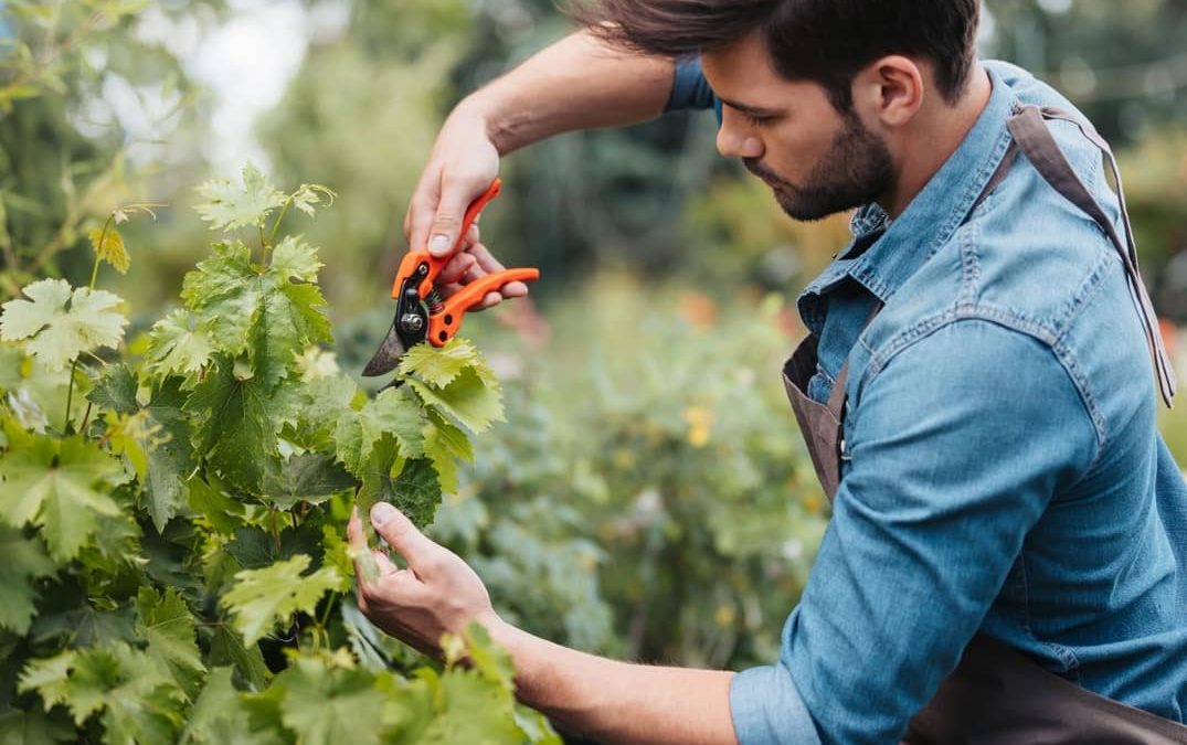 ¿Las plantas sienten? ¿Existe el sentimiento vegetal?