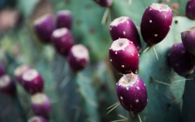 Las plantas del desierto: Una forma de vida fascinante