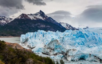 Las plantas de los polos: un increíble fenómeno de la naturaleza