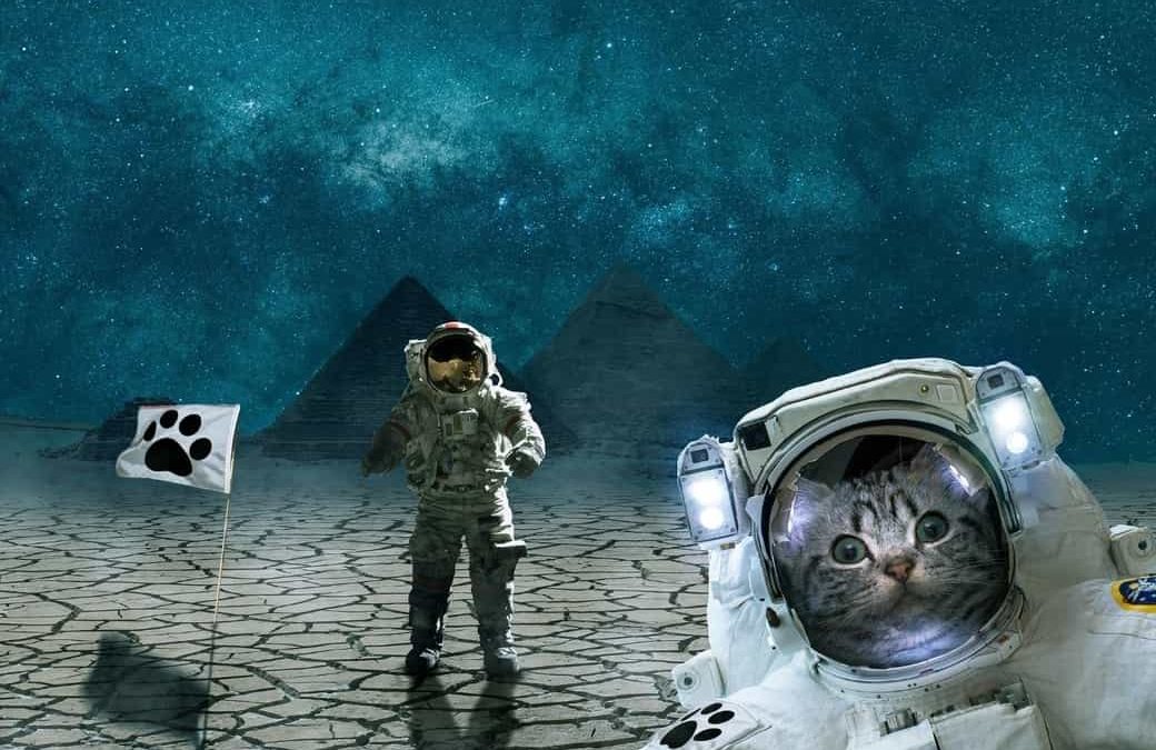 La historia de los animales en el espacio