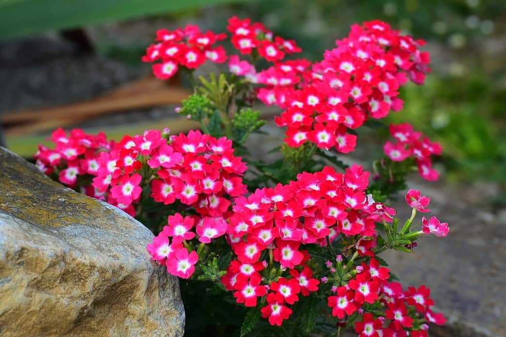 Conozca las flores que florecen todo el año