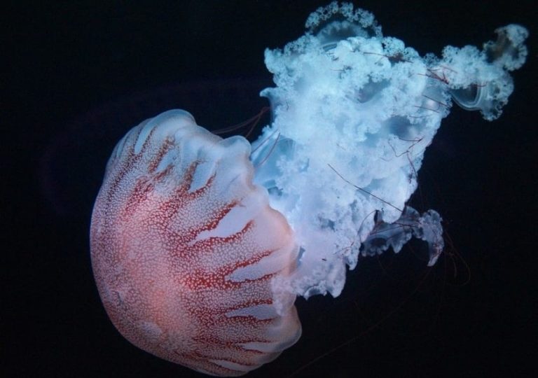 Las medusas Especies acuáticas fascinantes